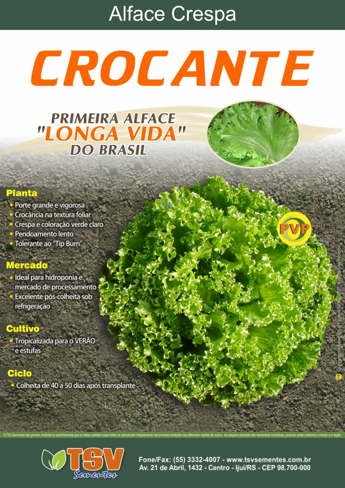 Alface Crocante